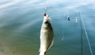 广西南宁钓鱼钓点,广西最新钓鱼技巧