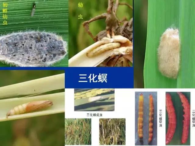 常见害虫有哪些图片大全,常见38种害虫图片及名称及防治