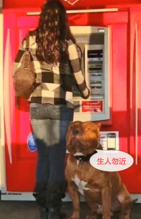 保镖型狗,保镖犬德牧