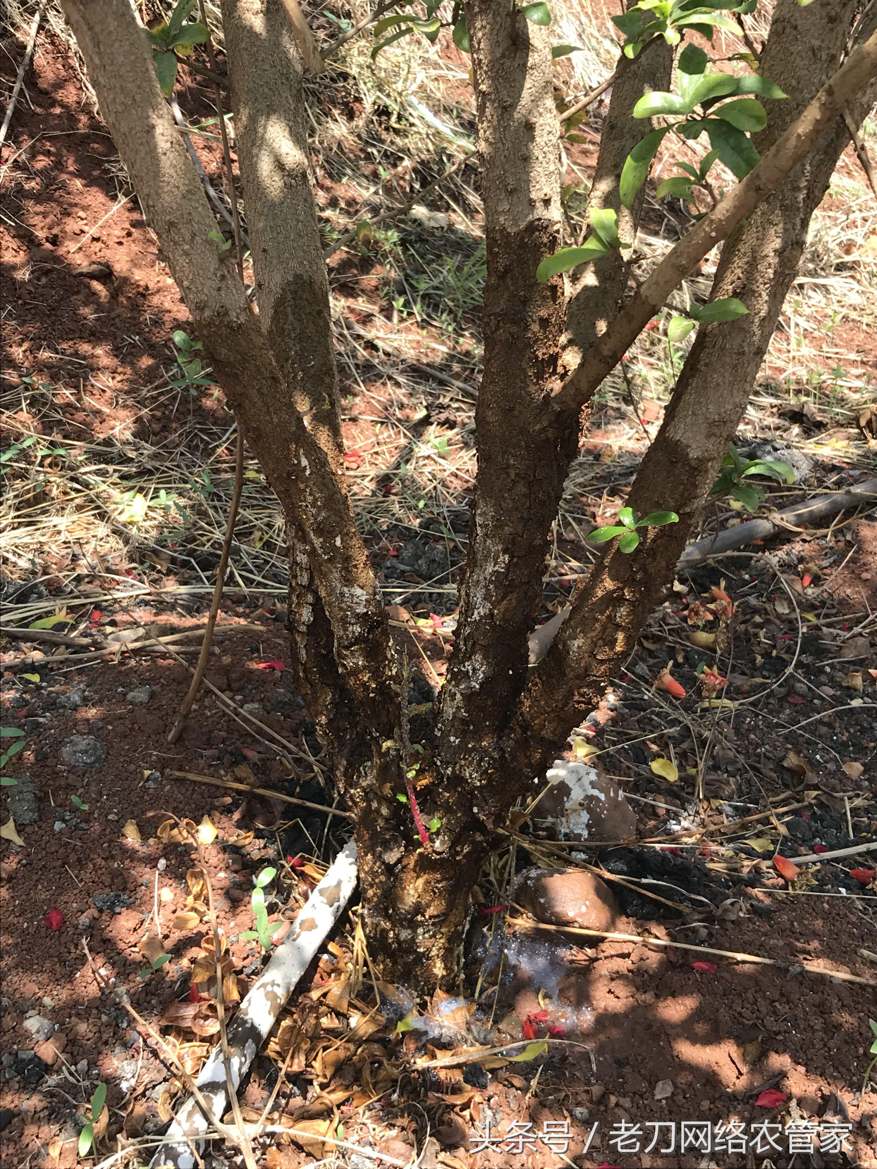 石榴蒂腐病怎么治,果树脚腐病治疗方法