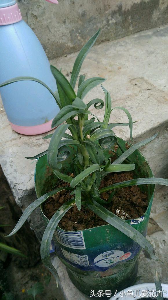 花农教你种月季,花农养花秘诀