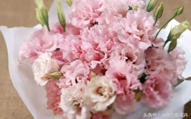 花农教你种月季,花农养花秘诀