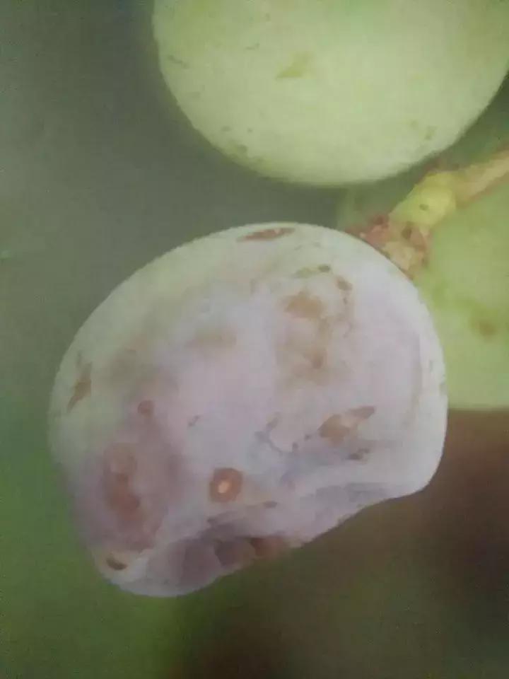 马蹄葡萄病虫害防治图谱,葡萄叶片病害数据集