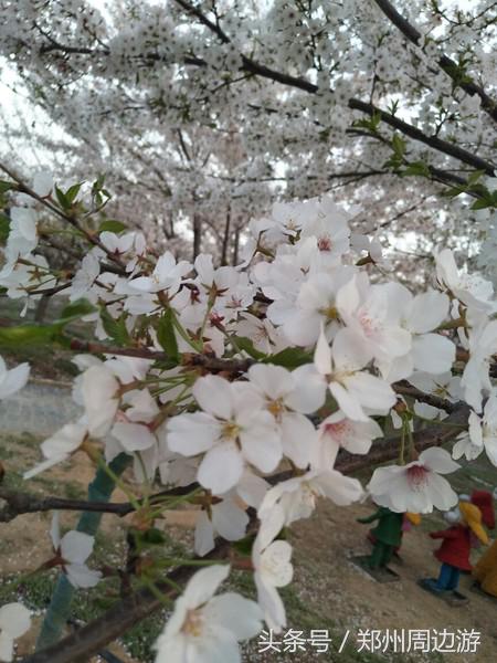 孤柏渡黄河塬蹦极,孤柏渡黄河旅游风景区蹦极还有吗