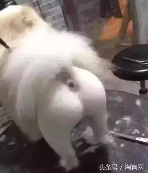 如何让金毛成为拉布拉多,金毛变装霸气视频