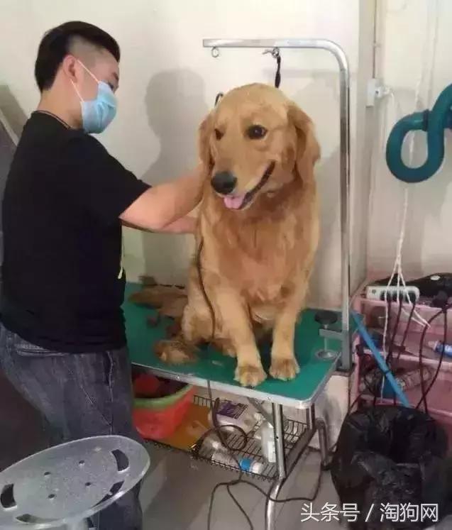 如何让金毛成为拉布拉多,金毛变装霸气视频