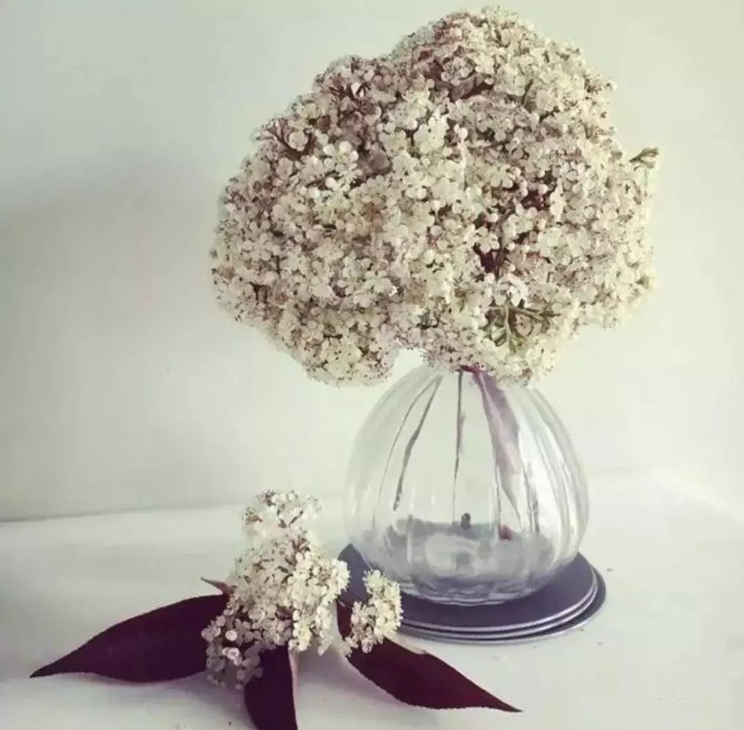 大学校园里面的石楠花,复旦石楠花