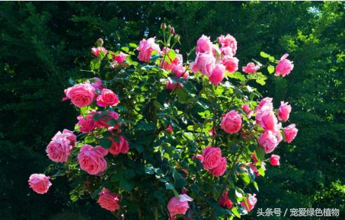 月季有花苞了浇哪种发酵的果皮水,月季浇什么叶子更绿