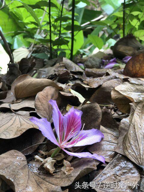 三叠井国家森林公园之旅