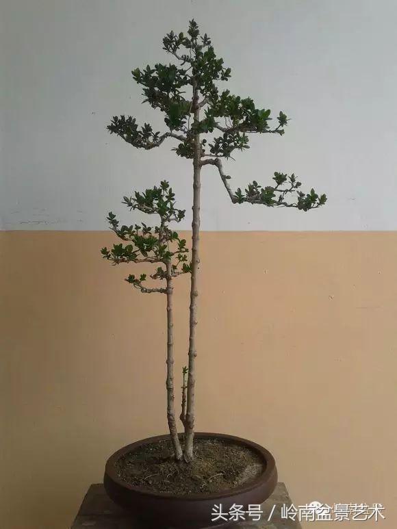双杆罗汉松树盆景造型,双斜杆盆景