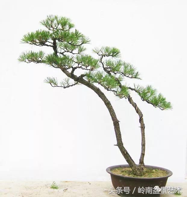 双杆罗汉松树盆景造型,双斜杆盆景