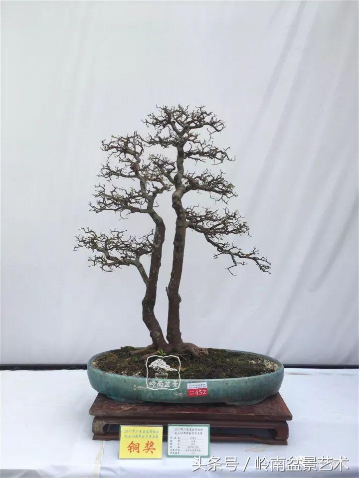 双杆罗汉松树盆景造型,双斜杆盆景