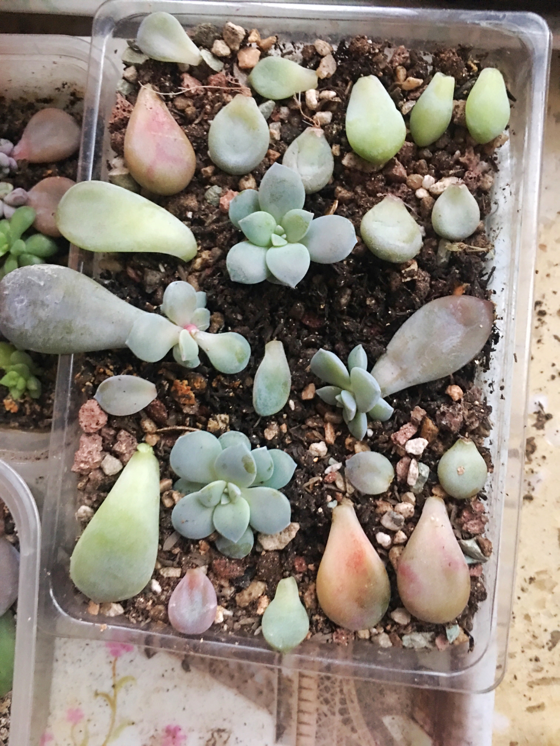 肉肉叶插苗怎么移盆,叶插苗出缀化概率