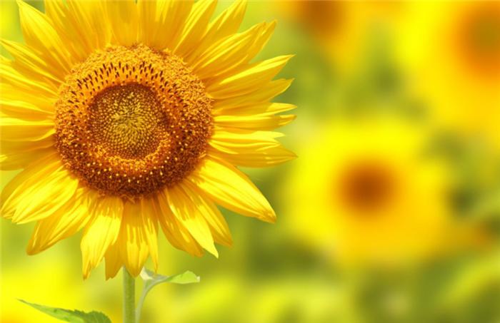 代表爱意好养的花,常见的10种花花语加图片加介绍