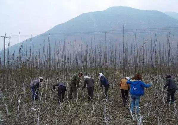 核桃育苗方法和技术,张美勇核桃高效栽培关键技术