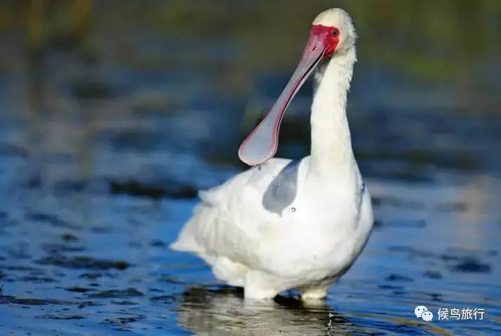 东非野生动物大迁徙,东非动物大迁徙
