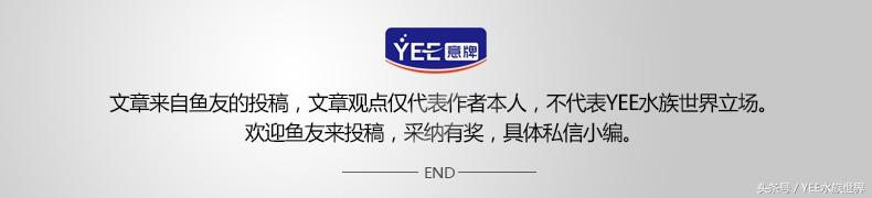小水泵自制鱼缸过滤系统,小水泵创意作品
