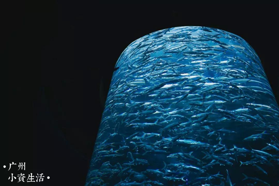 巴南海洋公园一日游攻略 (香港海洋公园游玩攻略)