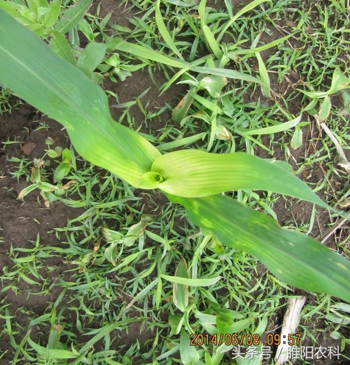 出现药害纠纷处理方法,小麦受除草剂药害怎么解决