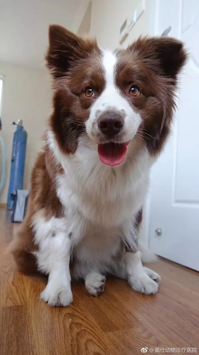 边牧误食葡萄皮,边牧咬小孩的事件