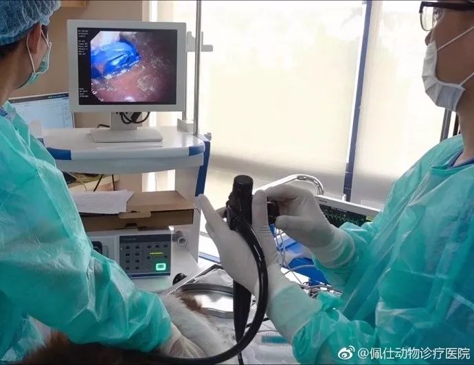 边牧误食了牙签会排出来吗,边牧误食玩具怎么办