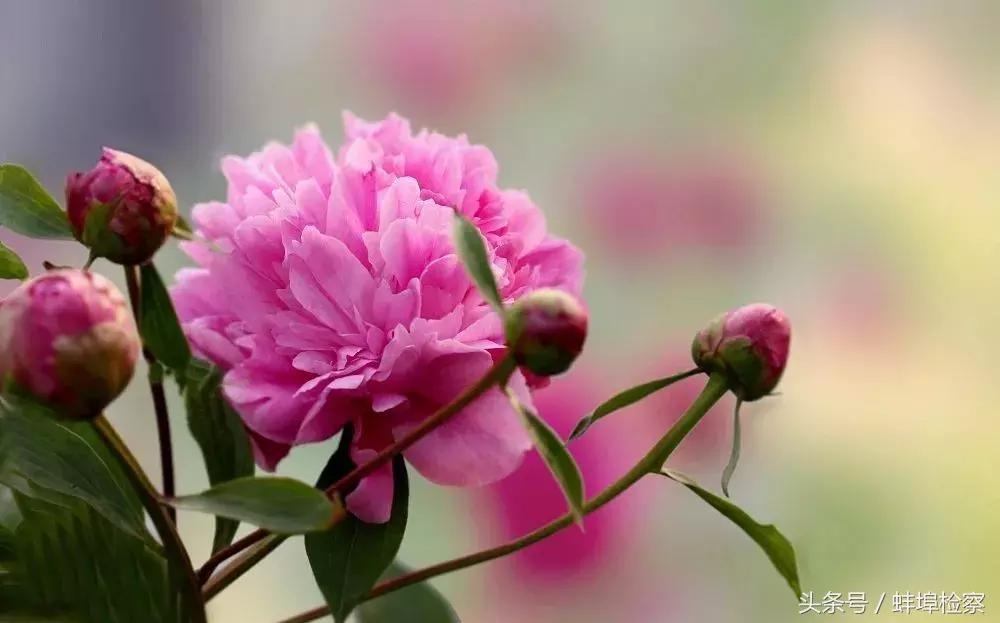 开在诗词里的20种花，朵朵诗意盈香