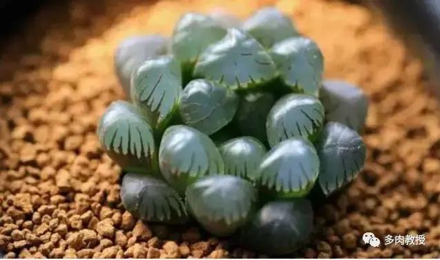 玉露为什么越养越黑,玉露养瘪了