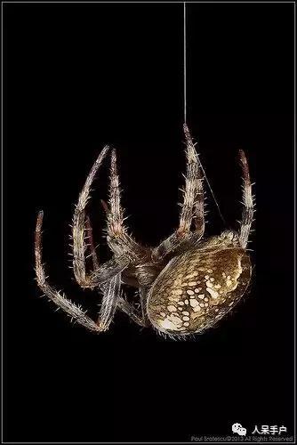 你说蜘蛛侠,蜘蛛侠的蜘蛛丝里有什么