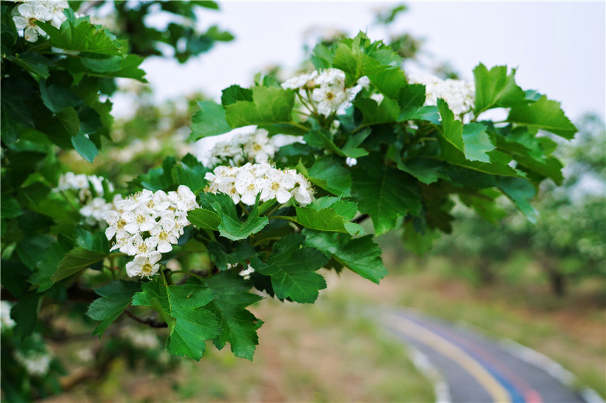 中国清河羊绒衫,清河中国羊绒价格