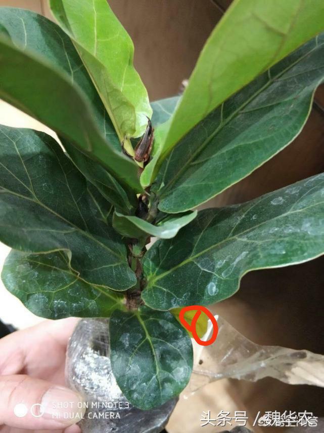 网购琴叶榕栽植养护,网购琴叶榕收到后怎么水培