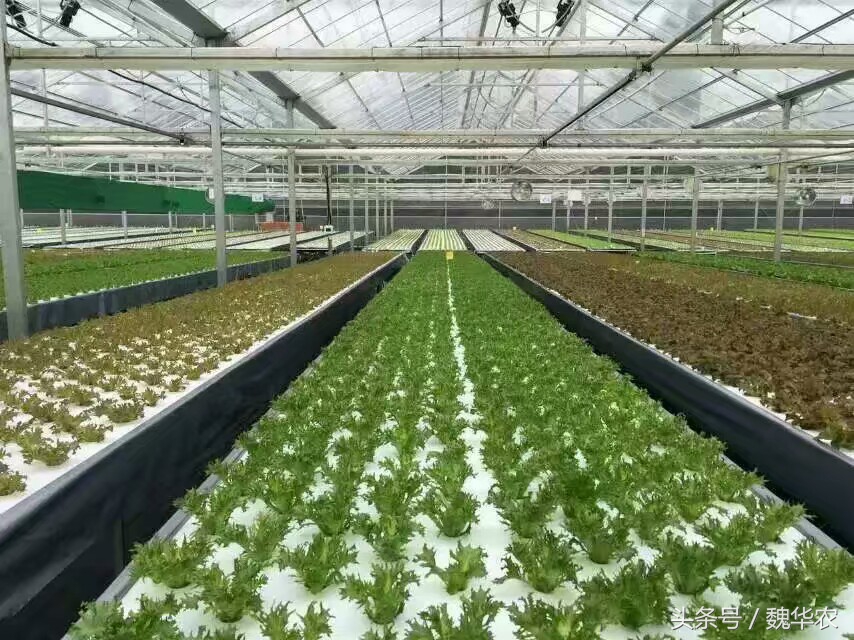 水培是最好的控养方法吗,水培花草的培养方法和注意事项