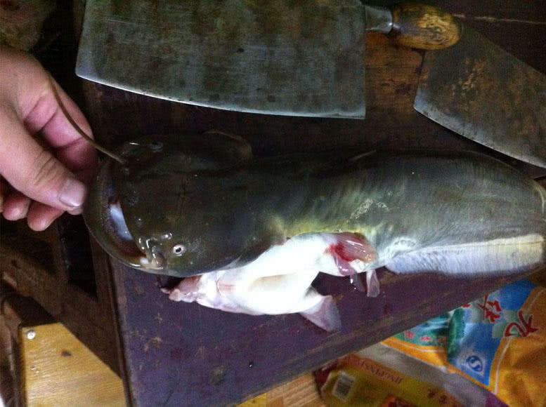 夜钓大口鲶鱼用什么饵最好,野河钓大口鲶鱼有多大