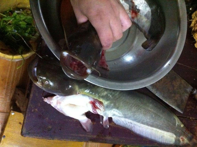 夜钓大口鲶鱼用什么饵最好,野河钓大口鲶鱼有多大