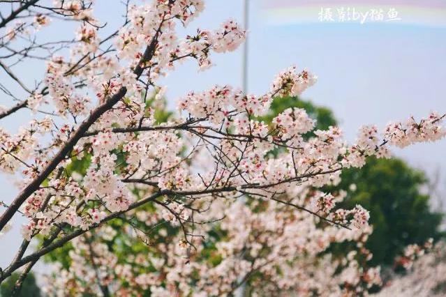 樱花装饰,樱花装饰墙壁