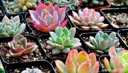 多肉植物水化后怎么处理,多肉植物水化了怎么办