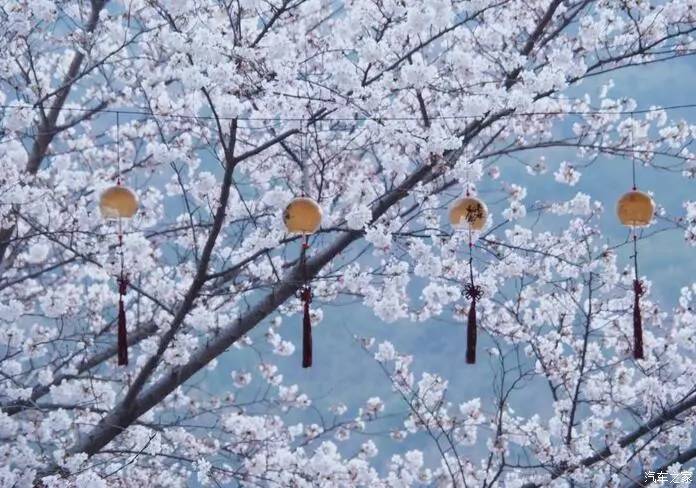 东南dx3自驾游,江浙寻花事