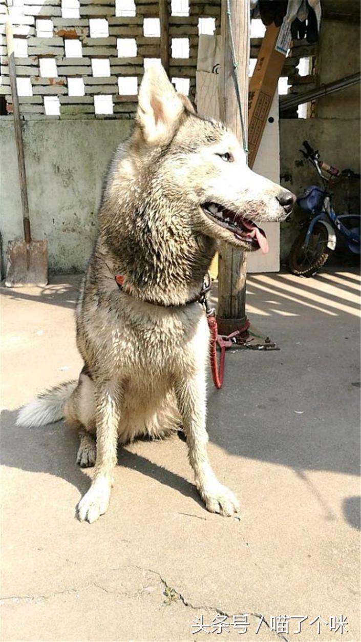 捡来一只哈士奇来养,在狗市用最低价买到哈士奇可以吗