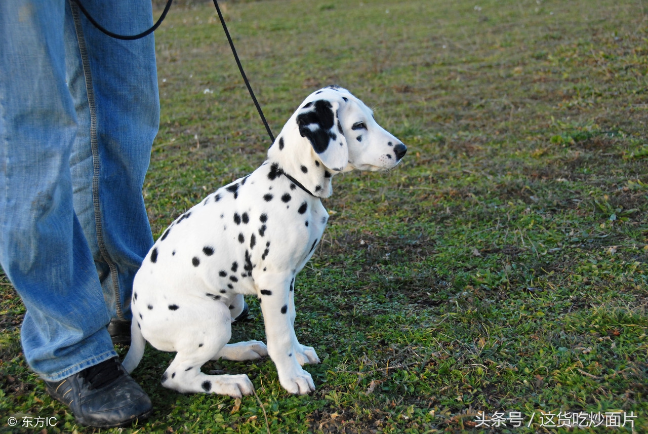 萨摩耶交通事故,撞死萨摩赔偿多少钱