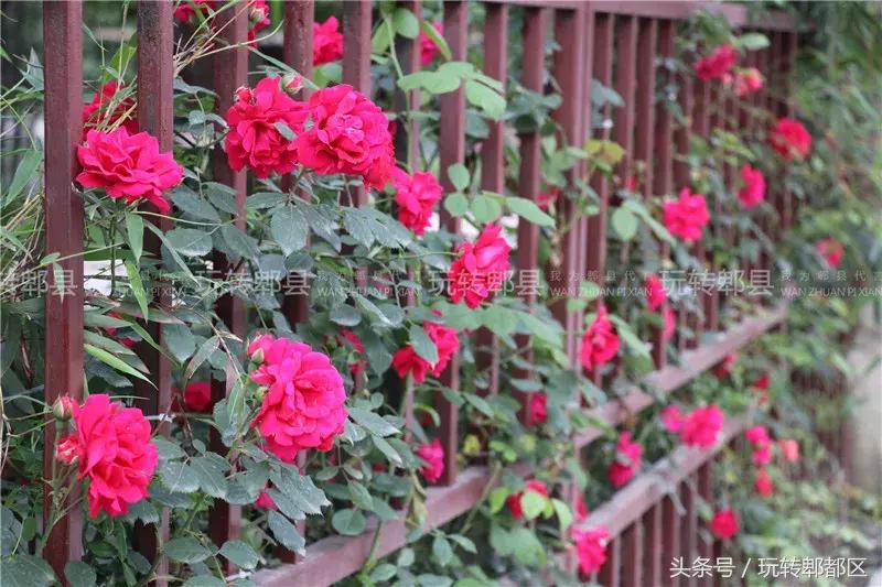 又一家高颜值花园音乐烤吧入驻郫都，趁五一快去痛快的搓一顿吧！