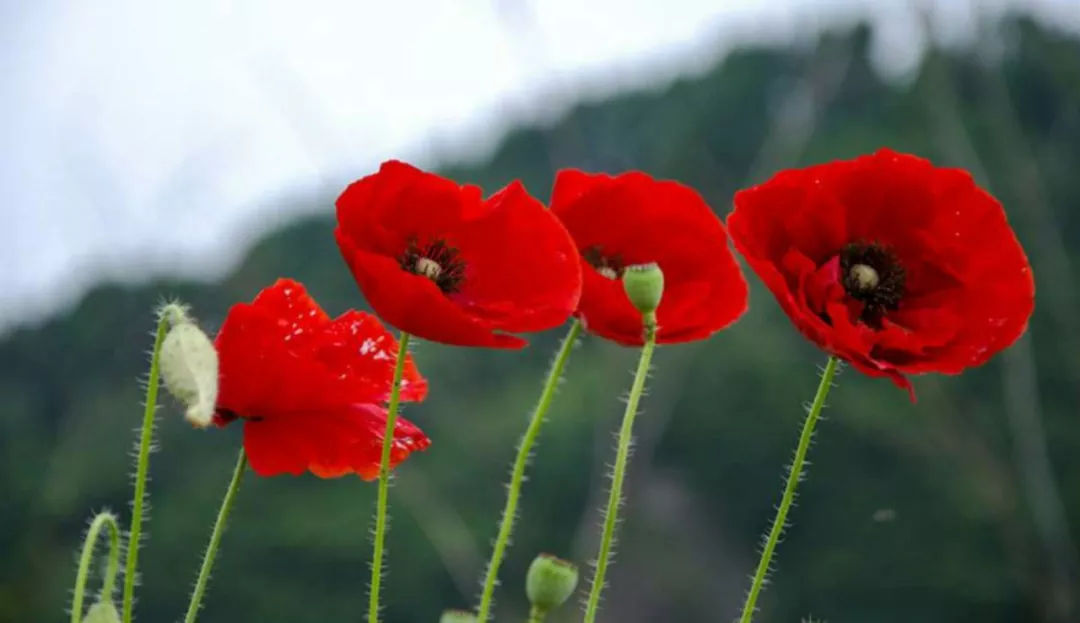 丽水青田五日游攻略,青田5.19旅游日