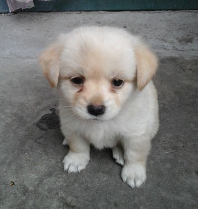 狗狗没了一个月了还是放不下,狗狗没了再养一只