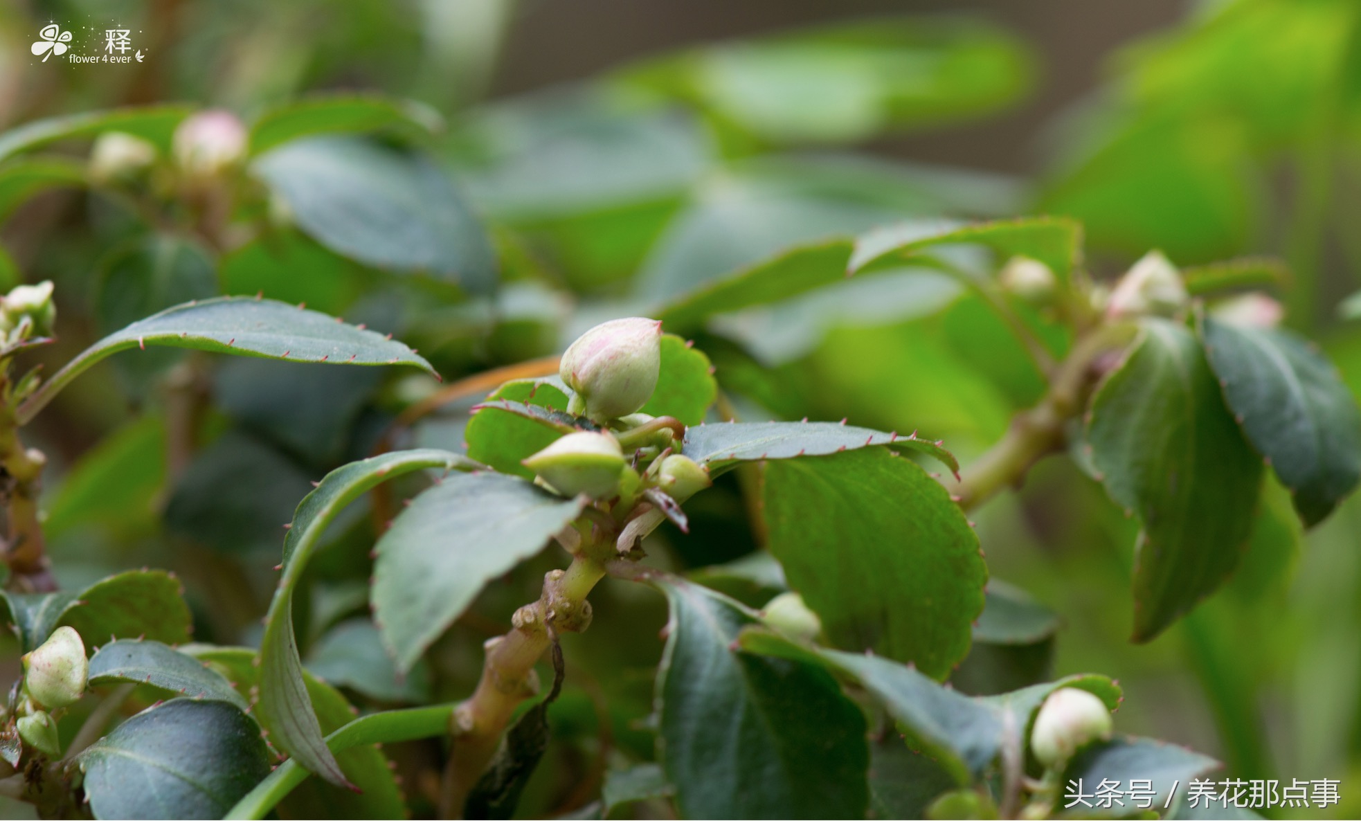 重瓣的非洲凤仙简直就是缩小版的月季,花瓣多,花朵包