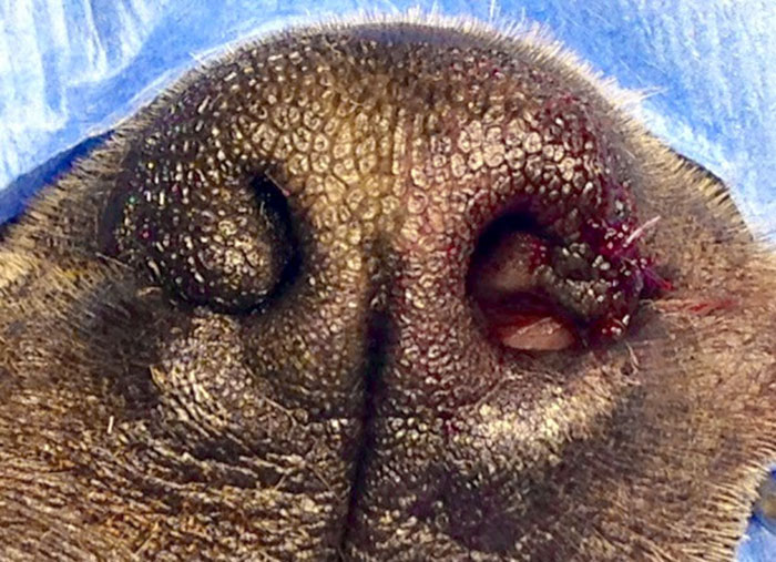 怎么缓解短鼻子狗呼吸问题,为什么短鼻狗呼吸有问题