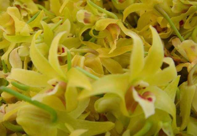 哪种人不适合吃铁皮石斛,铁皮石斛适合老年人吃吗