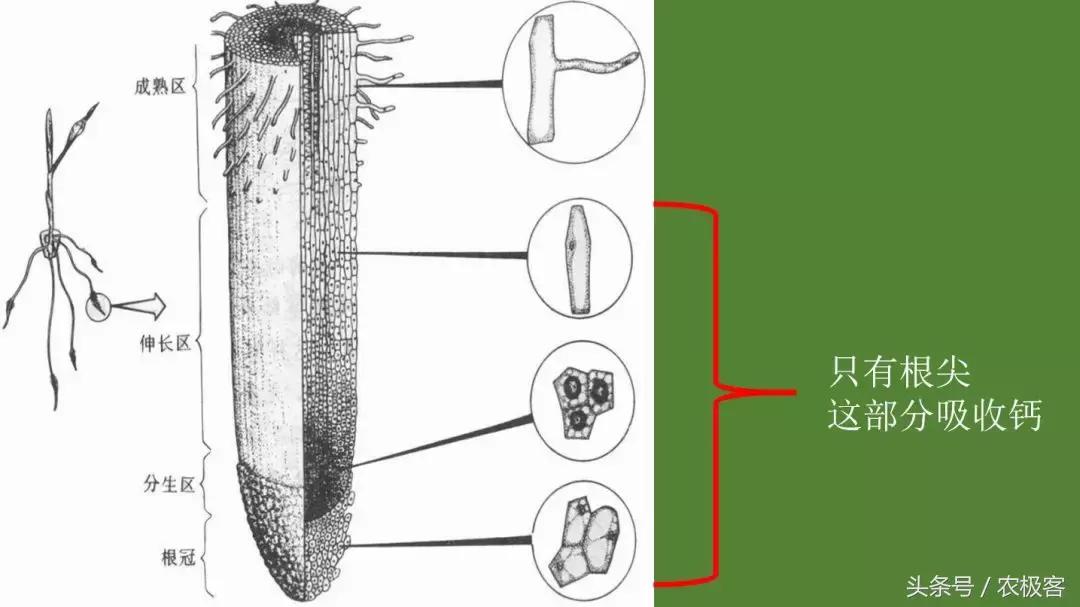 钙硼水溶肥使用方法,看完很受启发的感悟