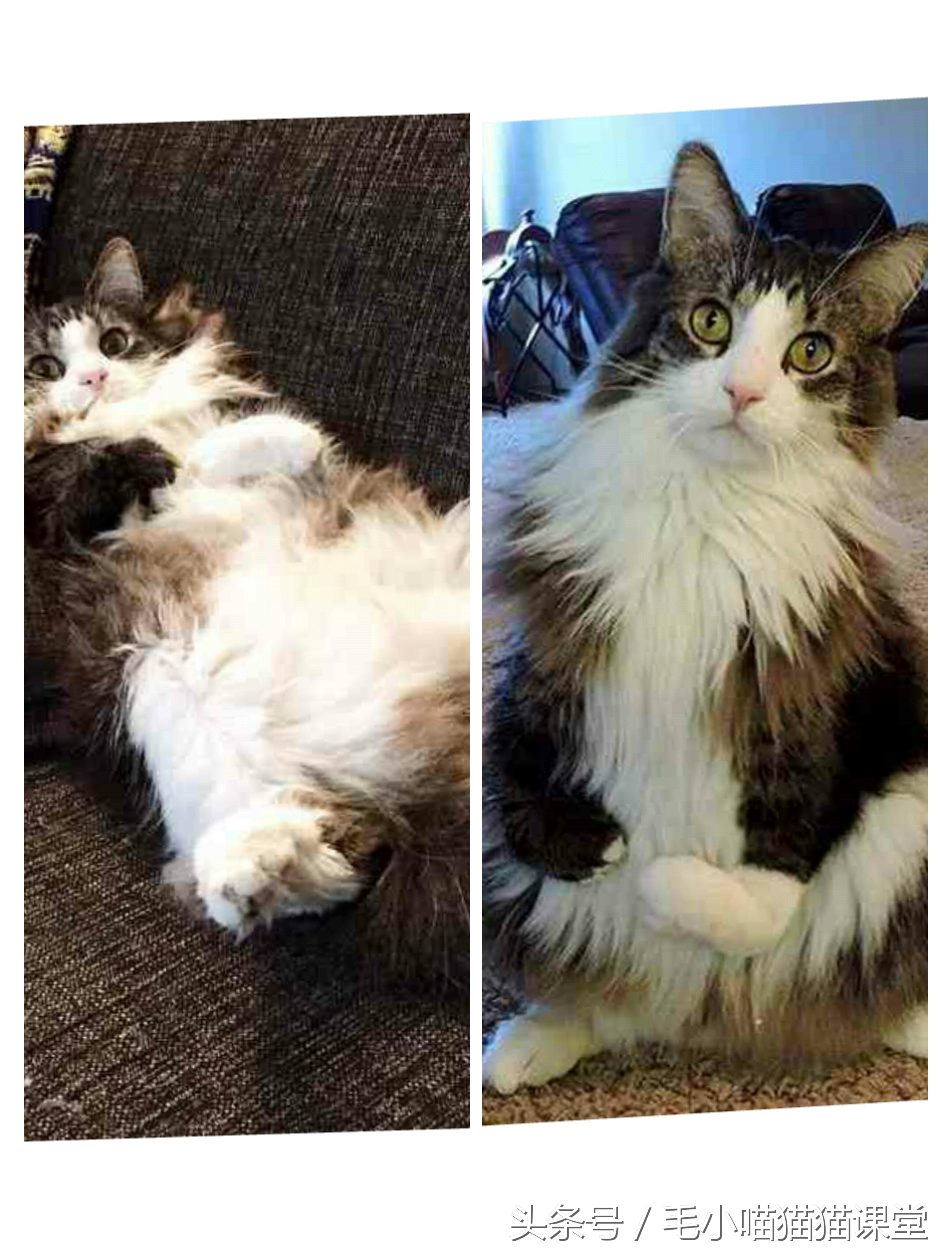 猫咪先天前腿残疾,猫咪前爪骨折自救方法