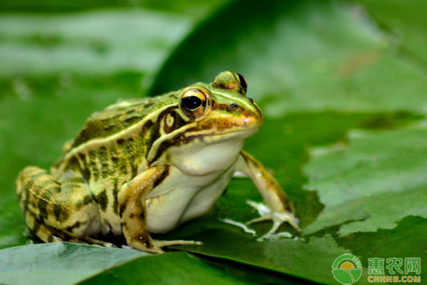 最新养殖品种有哪些,最新改良养殖的新品种有哪些