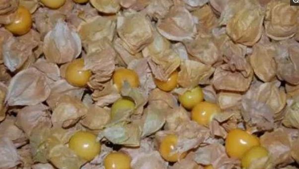 农村有种野草叫鬼灯笼,会长灯笼的野草