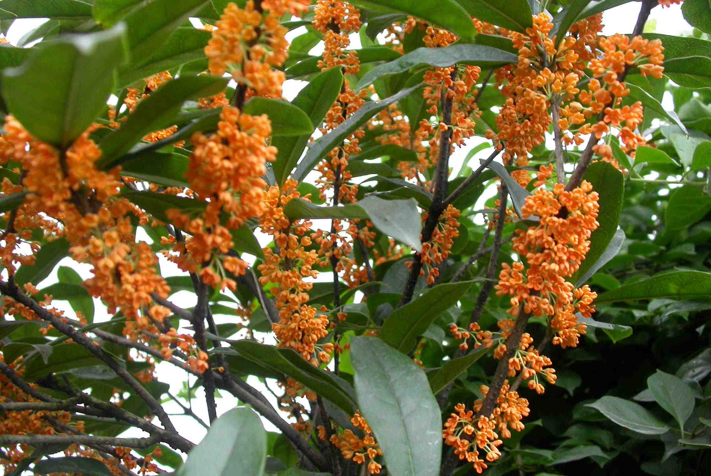 美丽杭州美丽上城,浙江杭州上城区