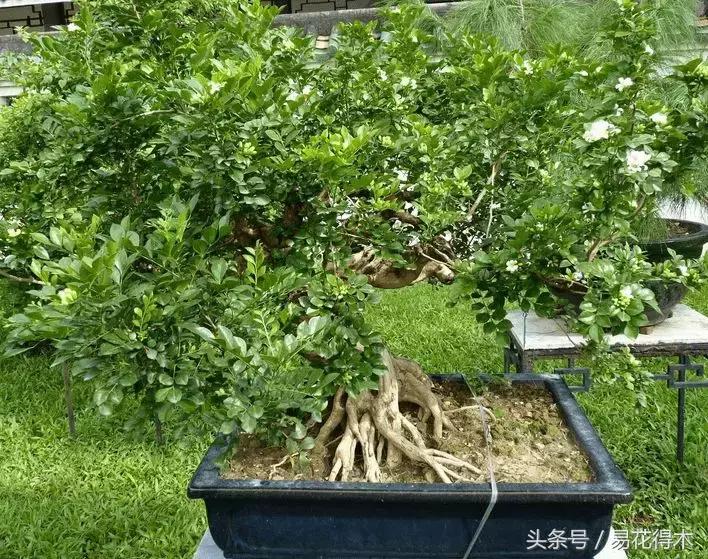 九里香为什么大量掉叶,九里香掉枝掉叶怎么急救